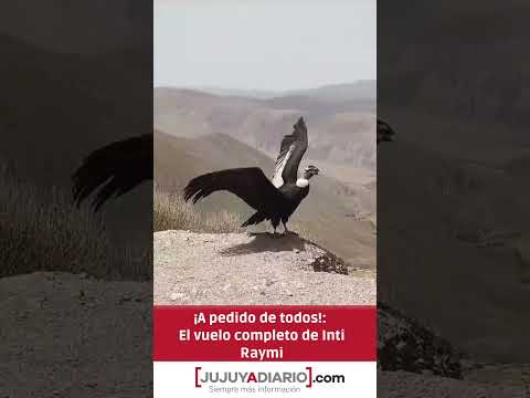 🦅 A pedido de todos ! El vuelo completo de Inti Raymi. El Condor andino liberado en Jujuy.