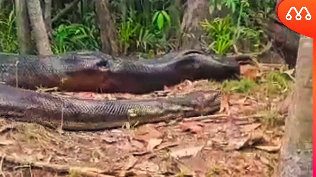 MONSTER ANACONDA FILMED IN THE AMAZON