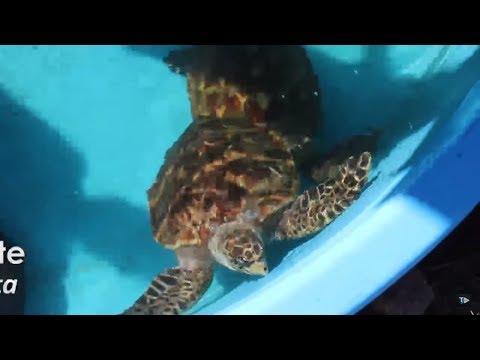 TJ UFSC 27/08/18 - Projeto TAMAR