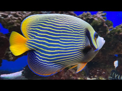 Emperor Angelfish Care Guide - Check out the PERSONALITY on this guy!!