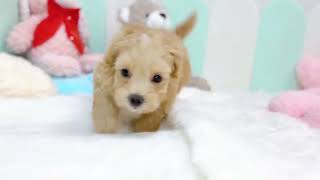 ハーフ犬の動画01