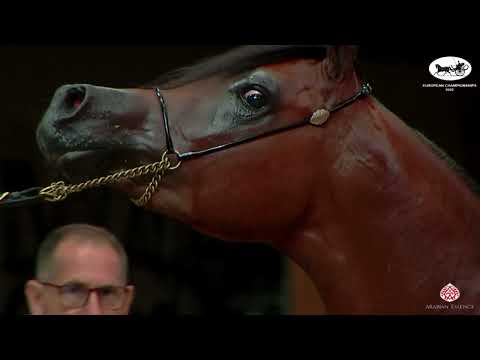 European Championships 2022   Class 4