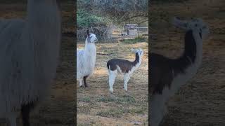 Download lagu where is papa Llama? #shorts #animals #short #shortvideo #shortsvideo mp3