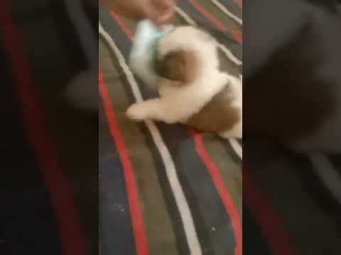 Pari ❤️ 😍   #iloveanimals #shiju #therescuerian