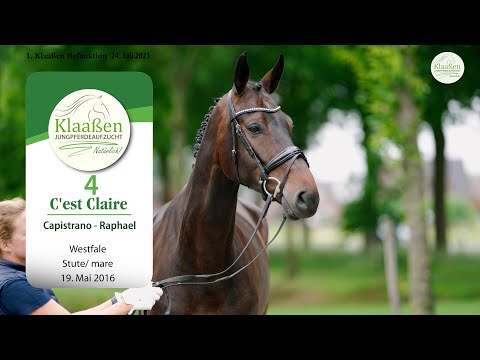 Hofauktion Klaaßen Katalog-Nr. 4 C'est Claire Stute v. Capistrano - Raphael