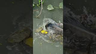 Download lagu শোল মাছ। সুবহানাল্লাহ, আলহামদুলিল্লাহ, আল্লাহু আকবার। mp3