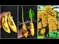 Remarkable Skill how to grow Banana from banana fruit with Soft Drink