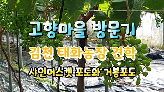 샤인머스켓 포도와 자옥(거봉)포도 농장 방문기~강아지 귀여움^^
