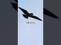 Bats vs. eagles & falcons/ night hunt survival #shorts #trendingshorts