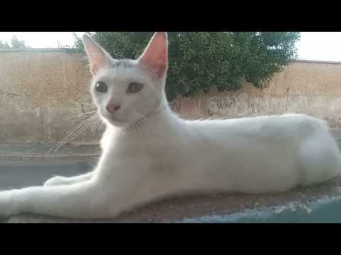 Wentherfull 💖🐈👌