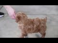 Miniature Poodle dogs for sale: Kris - Video 1