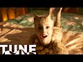 Mungojerrie and Rumpleteazer | Cats (2019) | TUNE