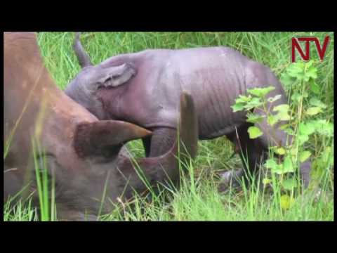 Enkula ezaaliddwa e Nakasobola: Ayagala okugituuma erinnya asasula bukadde