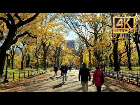 Tickets to Toy Time and Bisma Cherry Blossom