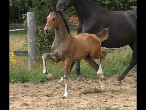 hengstfohlen von Franco Nero x Bon Coeur x Londontime