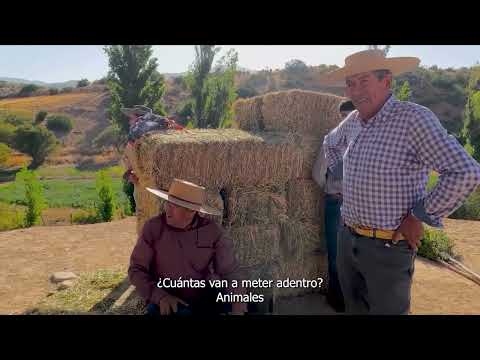 DOCUMENTAL TRILLA DIAGUITA FLOR DE ESPINO CANELA 2025