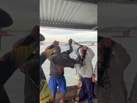#pescaria mata dos macacos Guaraci São Paulo