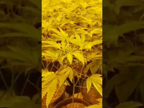 Legacy Cannabis Grow - Veg Week 3