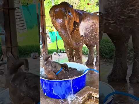 elephant video 🤣 #funny #funnyvideo