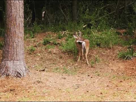 DEER WANDERING IN THE WOODS OF MY BACK YARD (images to gif to video)