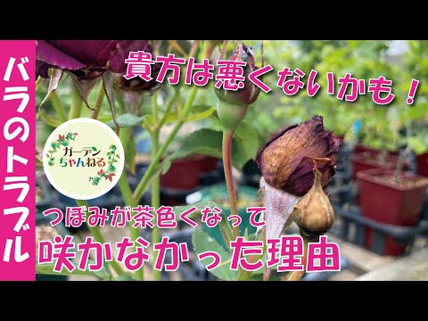 レンゲツツジが咲かないのはなぜですか?その原因と対処法をご紹介します！  庭園