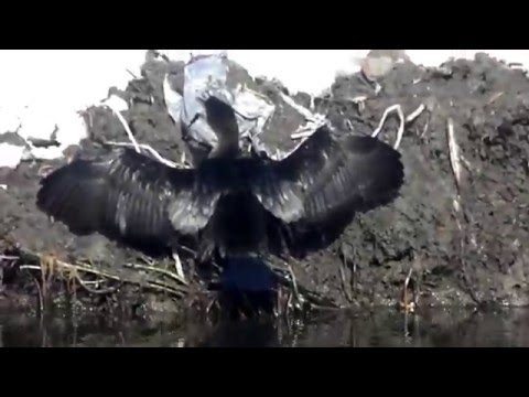 Kormorán malý (Microcarbo pygmaeus) — Pygmy Cormorant