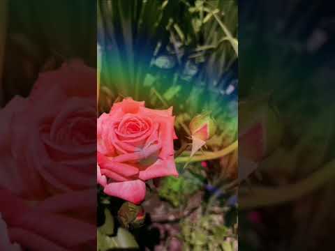 Flowers PHOTOGRAPHY #shorts #nature #hashtag