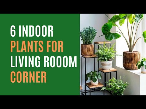 6 Best Indoor Plants for Living Room Corner Decoration