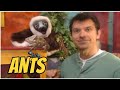 zoboomafoo with THE kratts brothers  - ants and eaters - Full episode - english - kratts series