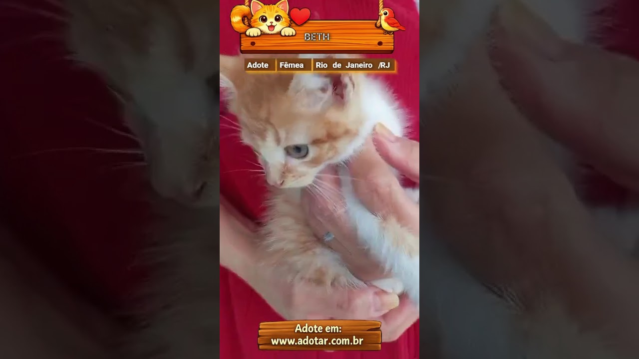 Gato raça SRD-ViraLata idade 2 a 6 meses nome BETH