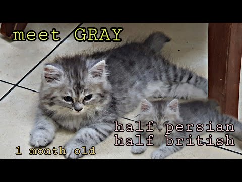 The British Longhair is a mixed breed cat–a cross between the British Shorthair and Persian cat