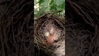 Hilarious Dub of a Baby Chick Waiting For its Mom!