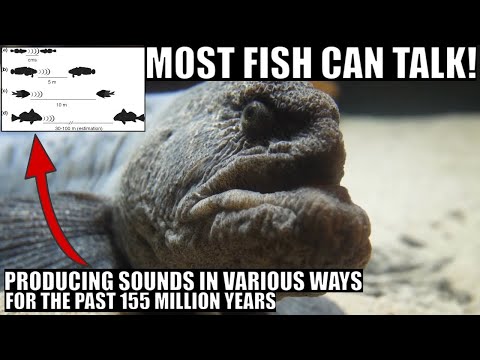 Most Fish Communicated Using Complex Sounds For 155 Million Years