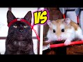 That's why you should NEVER TRUST CATS and LOVE HAMSTERS - Hamster vs cat stories