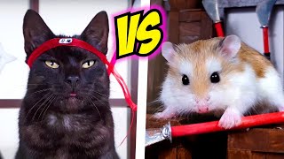 That's why you should NEVER TRUST CATS and LOVE HAMSTERS - Hamster vs cat stories