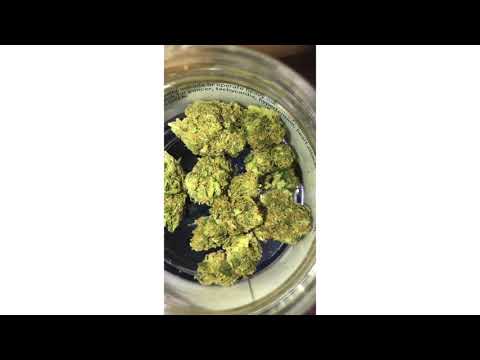 Jack Herer Strain Review ( Smk Brk 420 )