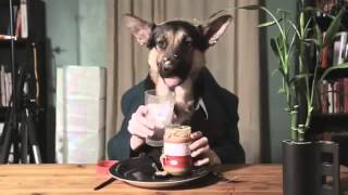 Dog eat..! De La Soul &quot;dog eat dog&quot;