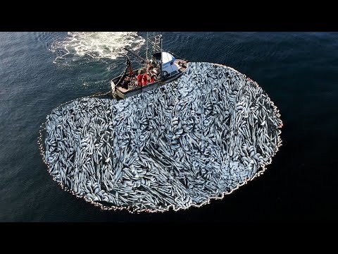 Havest Commercial Herring Fishing With Big Net - Catching Hundreds Of Tons Fish on The Boat