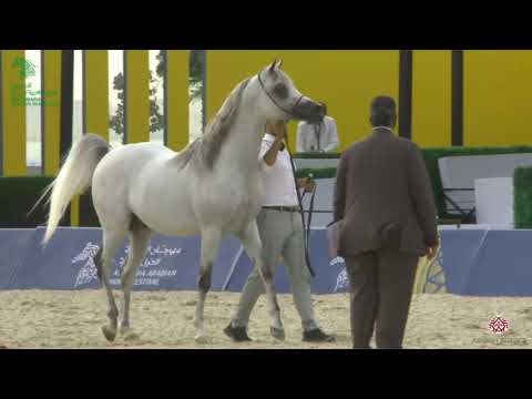 N 104 NADEEM ALDAAR   Asharqia Gulf Straight Egyptian Arabian Cup 2020   Stallions 4 6 Years Old Cla