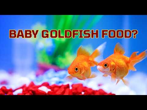What Do Baby Goldfish Eat? Fry Feeding Guide for Fast, Healthy Growth
