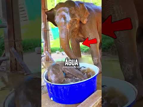 NUNCA DEIXE um ELEFANTE na PISCINA