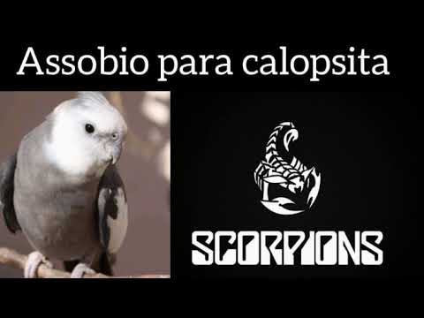 Assobio para calopsita com música da banda Scorpions [wind of change] |canto de calopsita Scorpions