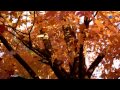 SECRET GARDEN - Adagio 