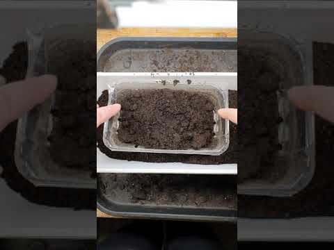 Sålla din planteringsjord.