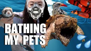 Bathing My Pets - How I Bathe My Animals by Emzotic
