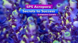 Secrets to SPS Acropora with Treasure Corals