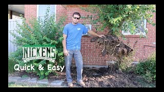 How to Remove a Shrub or Small Tree Like a Pro, Roots and All