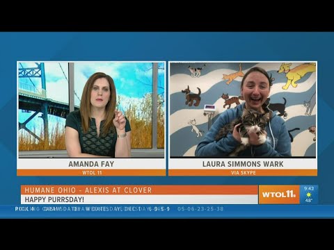 Adopt a pet from Humane Ohio or make a donation | Your Day