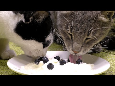 Cats eating sour cream with berries asmr | Animal asmr 205