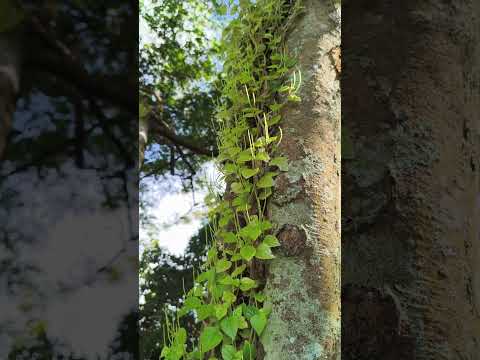 Rengchal kîu leh thing bâwm pâr